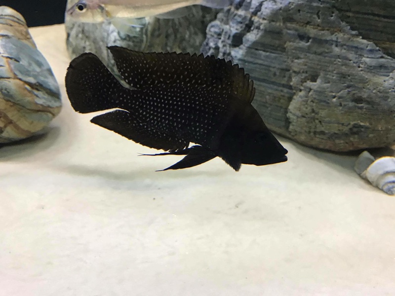 Altolamprologus calvus 'Lupota' (Black)